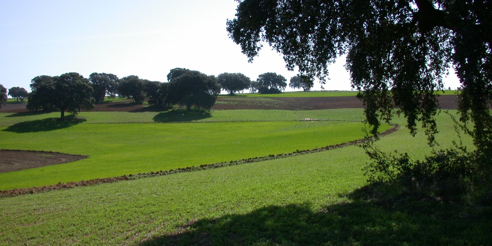 andalucia-suma-mas-de-22-000-explotaciones-ecologicas-32-en-cuatro-anos-y-14-millones-de-hectareas-certificadas