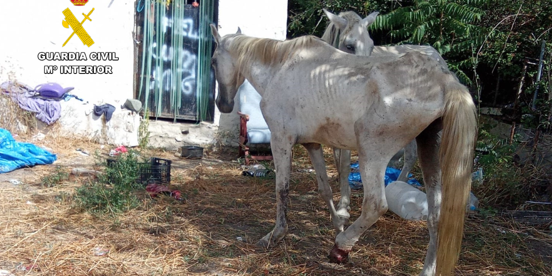 dos-caballos-hallados-en-extrema-desnutricion-heridos-y-entre-basuras-llevan-a-la-guardia-civil-a-detener-a-su-propietario-en-cadiar