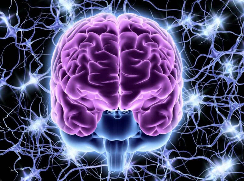 desarrollan-un-metodo-para-descifrar-como-interactuan-las-regiones-del-cerebro
