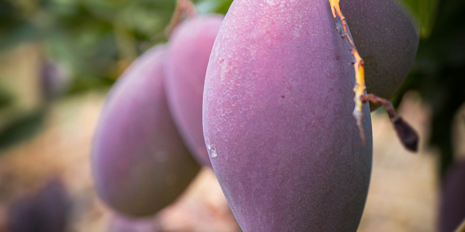 bioprocam-lleva-lo-mejor-de-lo-ecologico-a-fruit-attraction-aguacates-mangos-y-hortalizas-de-calidad-internacional-desde-motril-al-mundo