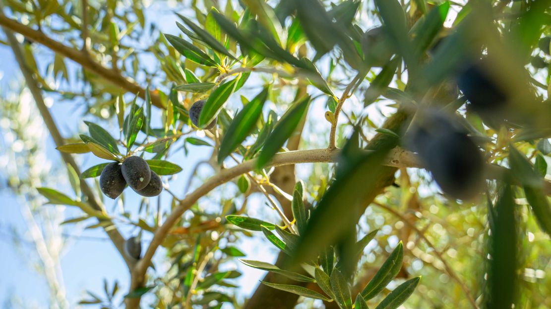 olivar-granadino-en-riesgo-la-escasez-de-agua-y-las-altas-temperaturas-ponen-en-peligro-la-campana
