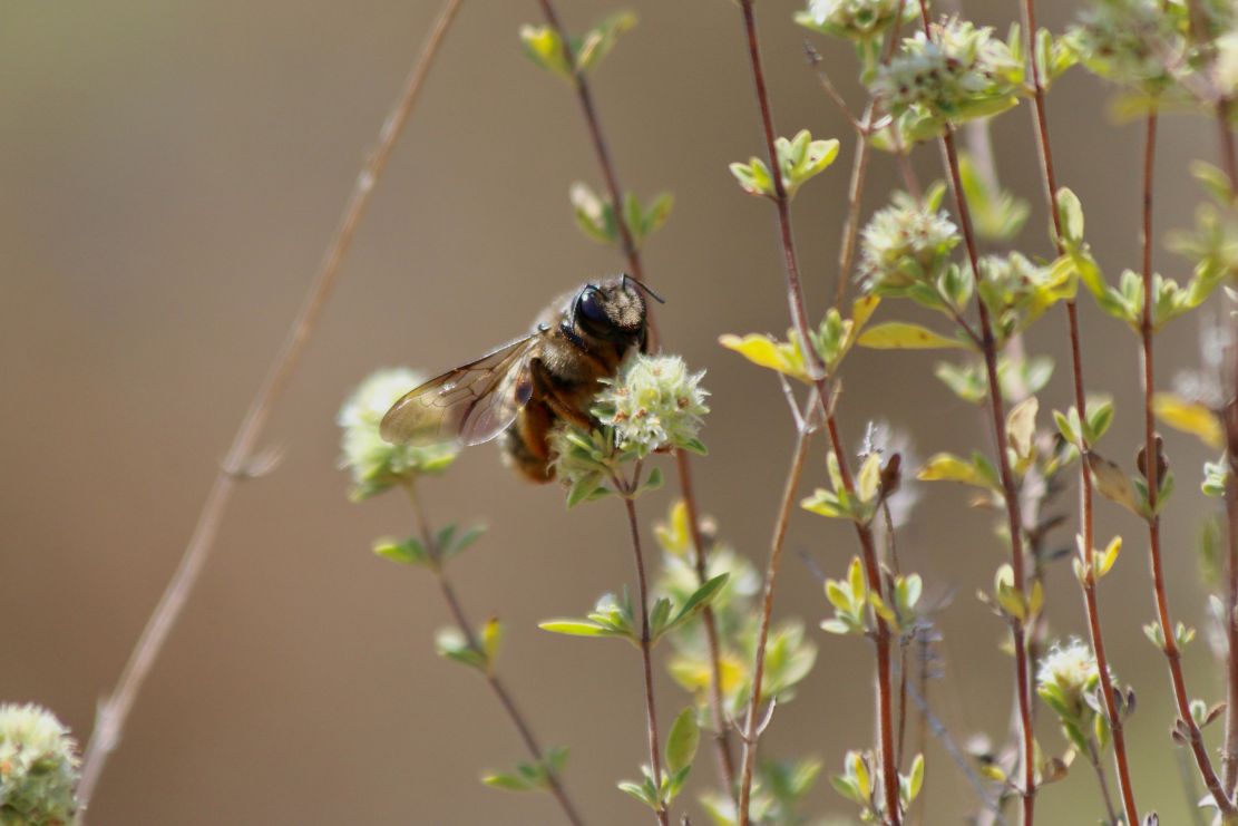 un-estudio-internacional-alerta-los-polinizadores-necesitan-entre-un-16-y-un-37-de-habitat-natural-en-areas-agricolas-muy-por-encima-del-10-fijado-por-la-ue