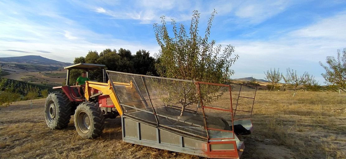 la-cosecha-de-almendra-en-granada-cerrara-en-torno-a-28-000-toneladas-un-20-menos-de-lo-previsto-pese-a-precios-de-hasta-6-e-kg
