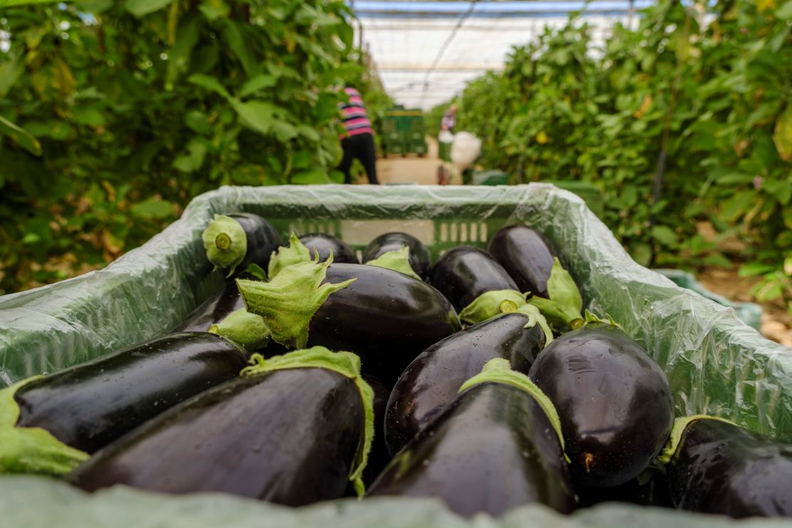 motril-hortyfruta-alerta-de-la-inestabilidad-en-tomate-berenjena-y-calabacin-por-el-exceso-de-oferta-y-la-competencia-exterior