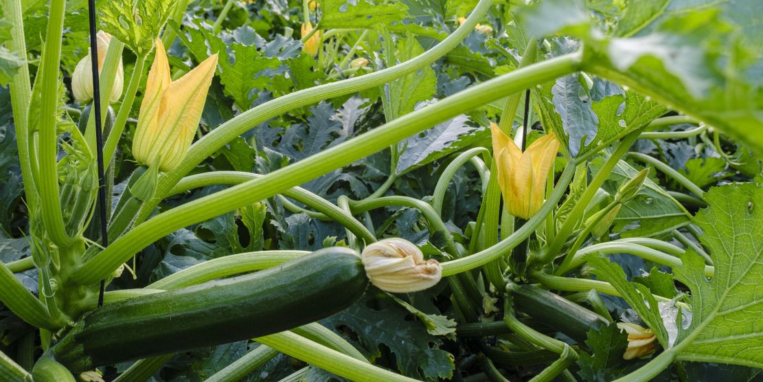 motril-andalucia-refuerza-la-calidad-del-pimiento-tomate-pepino-calabacin-berenjena-melon-y-sandia-con-la-nueva-extension-de-norma-de-hortyfruta