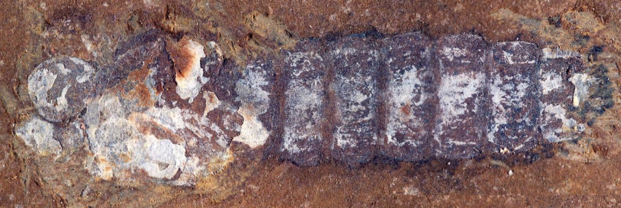 descubren-en-australia-el-fosil-mas-antiguo-del-hemisferio-sur-de-mosquitos-de-agua-dulce