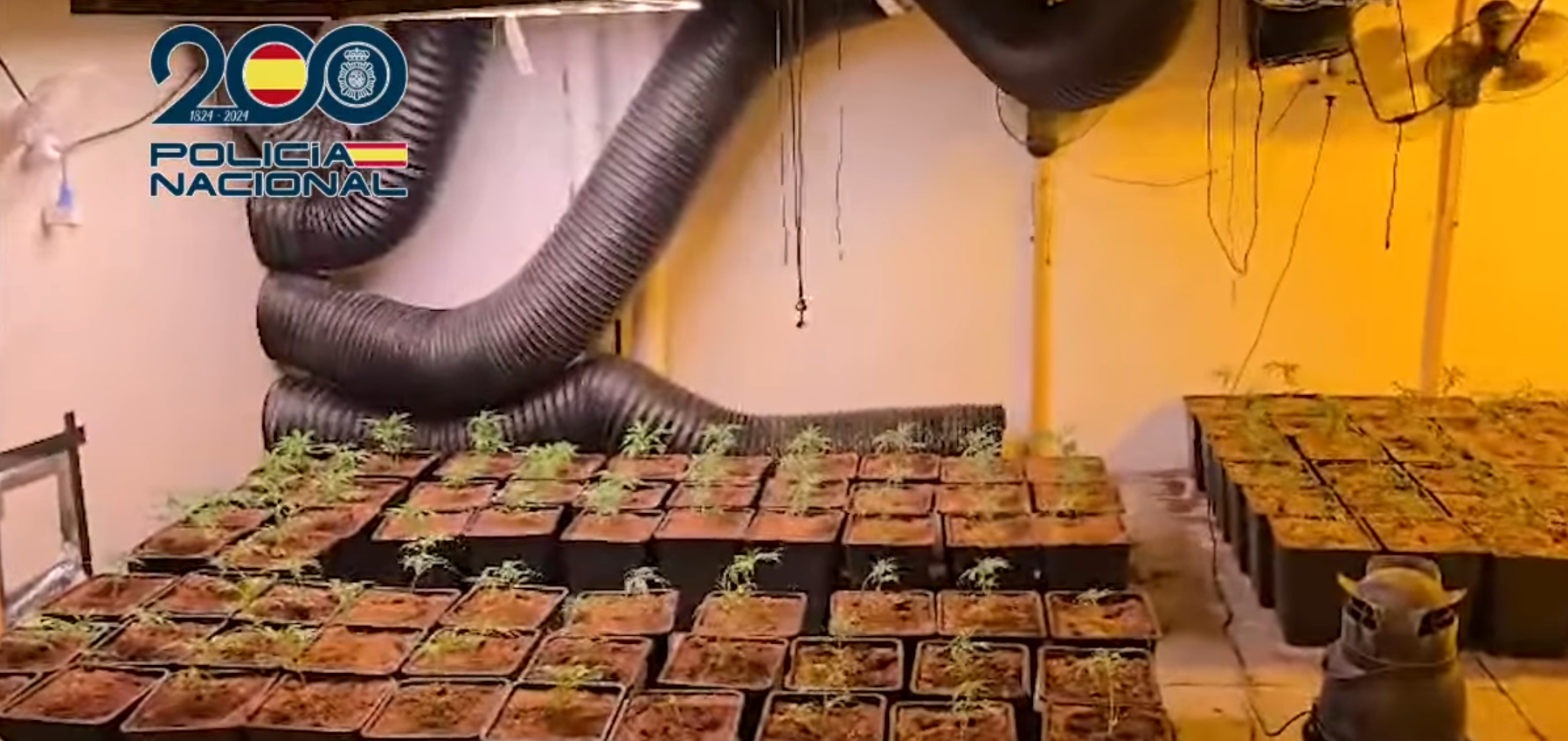 granada-golpe-policial-a-una-trama-lituano-espanola-que-exportaba-marihuana-a-tres-paises-europeos-siete-detenidos