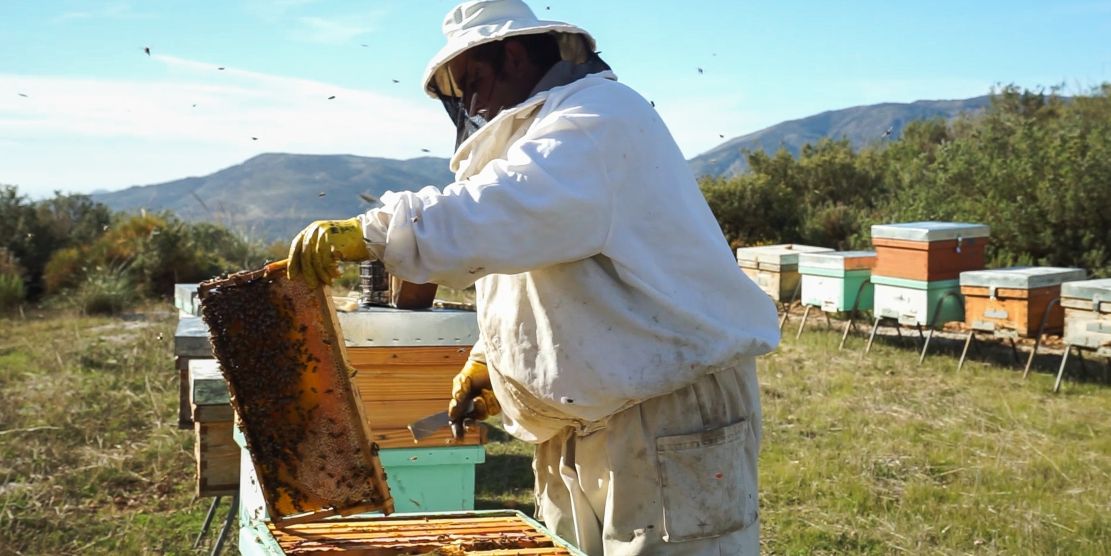 la-ugr-y-beerisk-finalistas-de-europa-se-siente-2025-por-su-metodo-rapido-para-diagnosticar-enfermedades-en-abeja