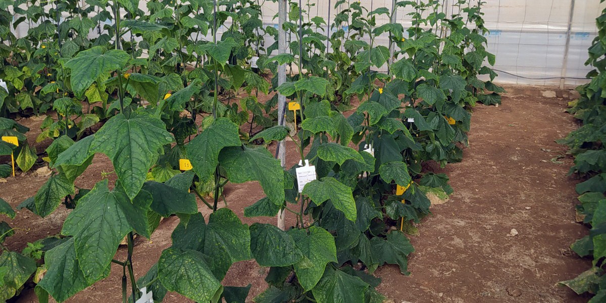 ugr-los-posos-de-cafe-se-convierten-en-fertilizante-que-enriquece-los-pepinos-con-hierro-y-zinc-y-reduce-metales-toxicos