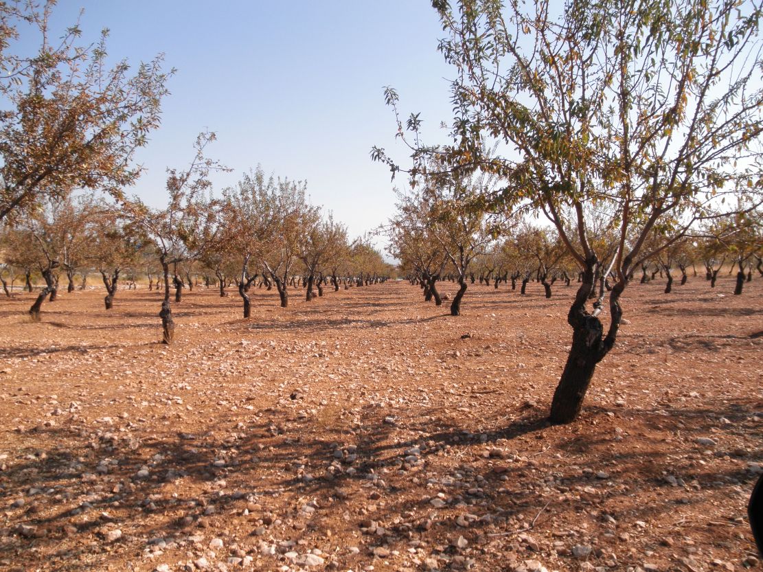 asaja-granada-solicita-ayudas-para-los-agricultores-afectados-por-la-avispilla-del-almendro-y-el-gusano-cabezudo