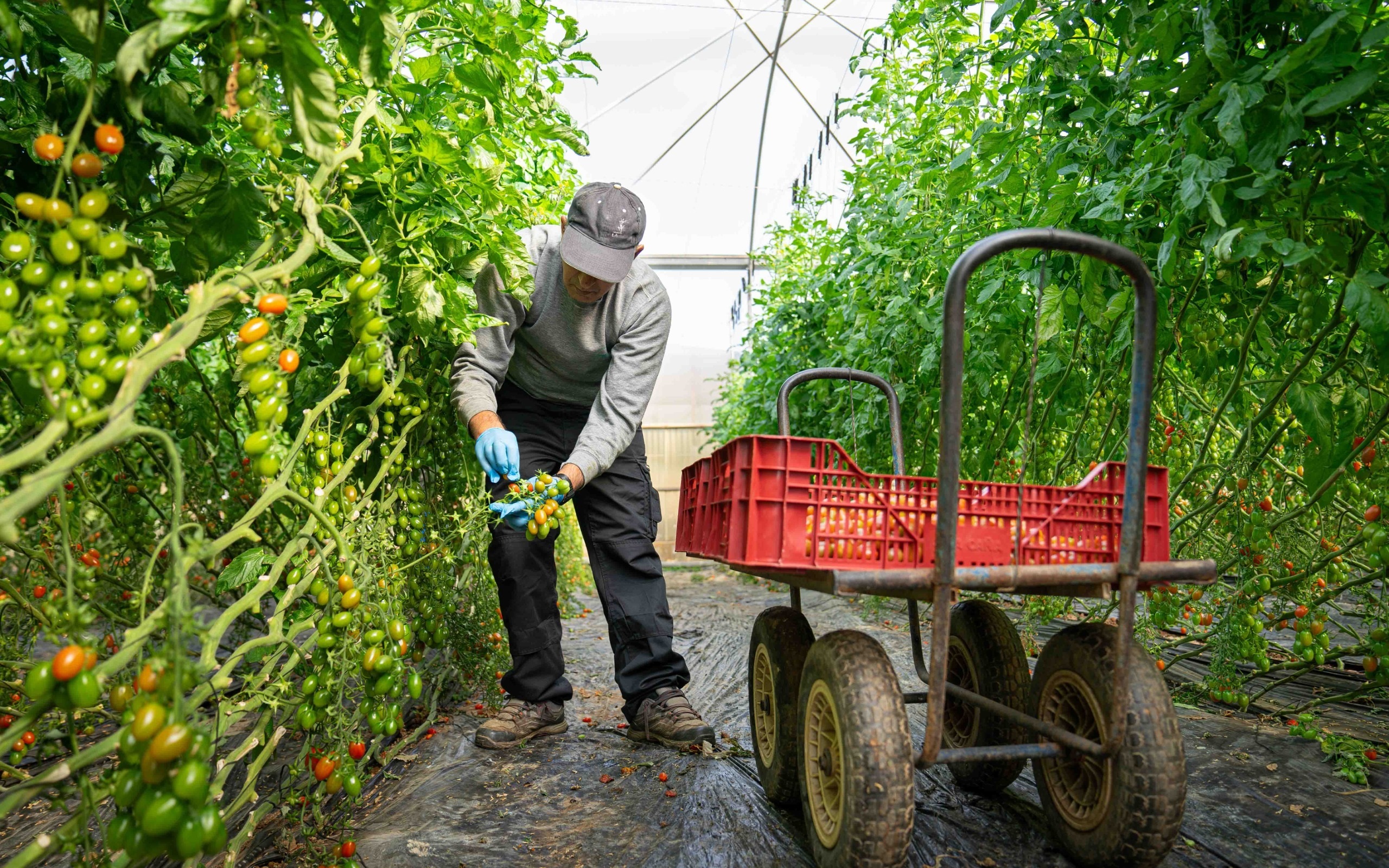 la-junta-anuncia-que-andalucia-defendera-el-liderazgo-hortofruticola-y-rechaza-la-nueva-pac