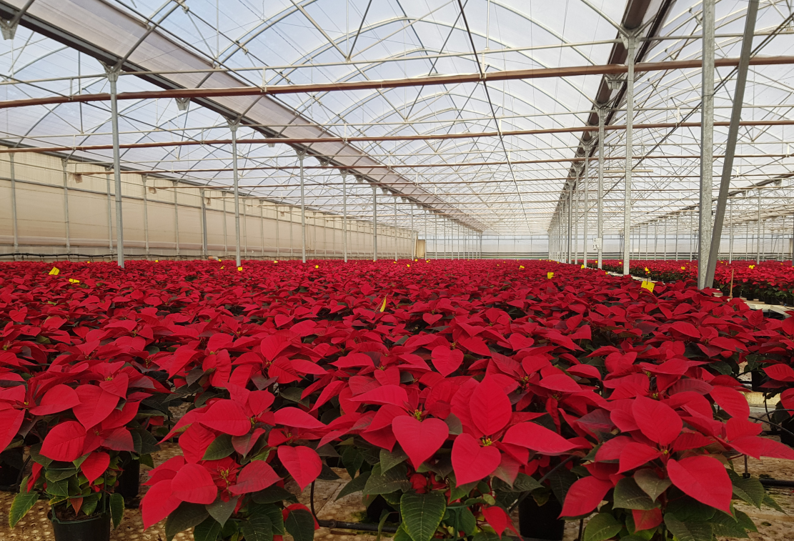 granada-y-almeria-concentran-el-36-de-las-10-millones-de-poinsettias-producidas-en-espana-y-refuerzan-su-liderazgo-en-el-mercado-ornamental-navideno