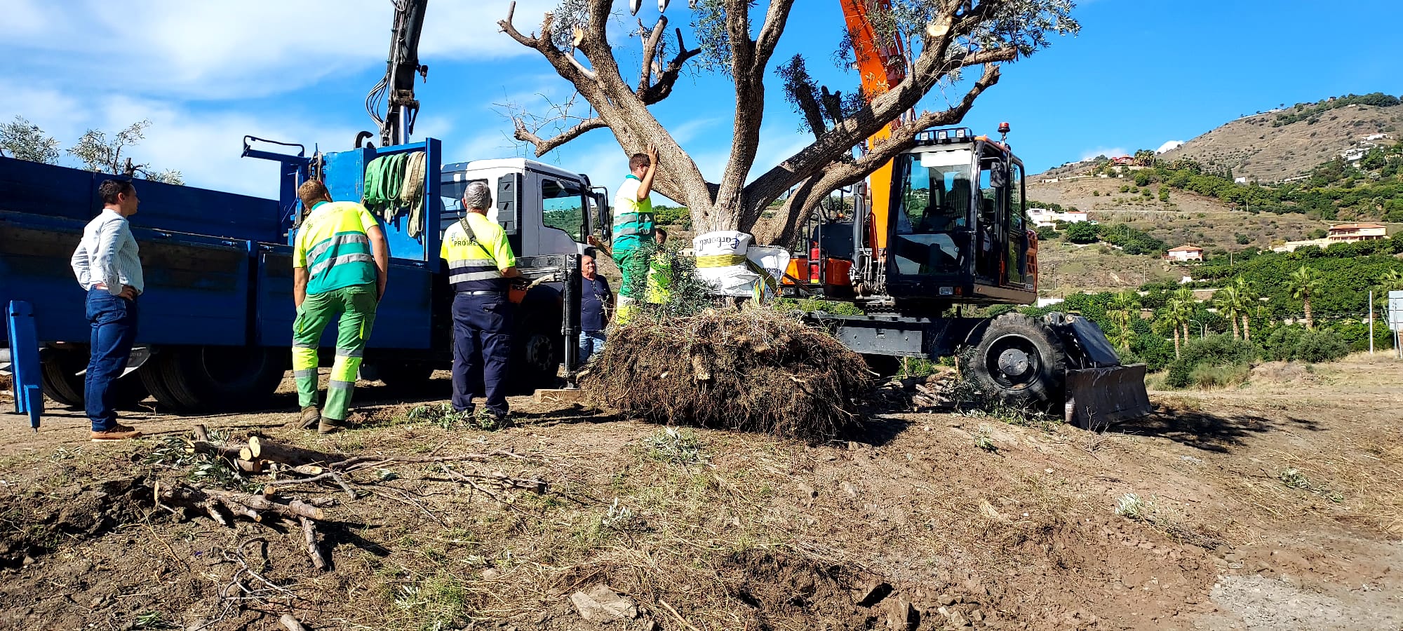 el-ayuntamiento-de-almunecar-rescata-mas-de-20-olivos-centenarios-de-la-galera-y-los-reubica-en-el-parque-mediterraneo