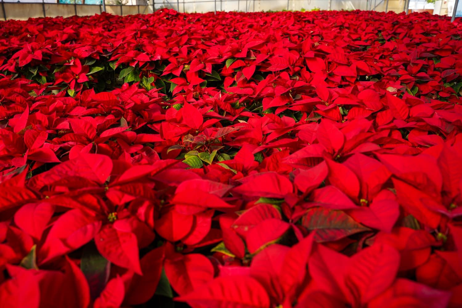 motril-iluminara-la-navidad-con-mas-de-11-500-pascueros-rojos-y-blancos-3-000-mas-que-el-ano-pasado-logrando-un-ahorro-de-18-000-euros-y-un-65-en-costes