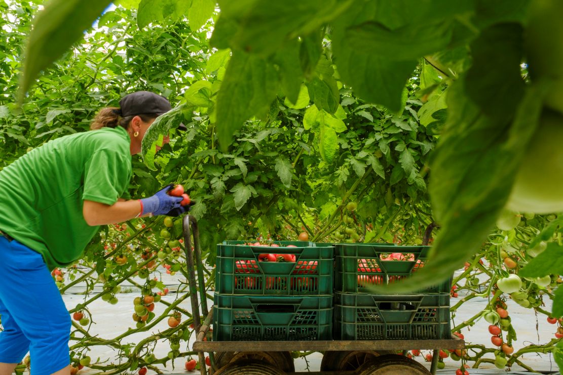 hortyfruta-respalda-a-la-wco-y-exige-unificacion-de-criterios-frente-a-protocolos-privados-que-encarecen-la-produccion-agricola