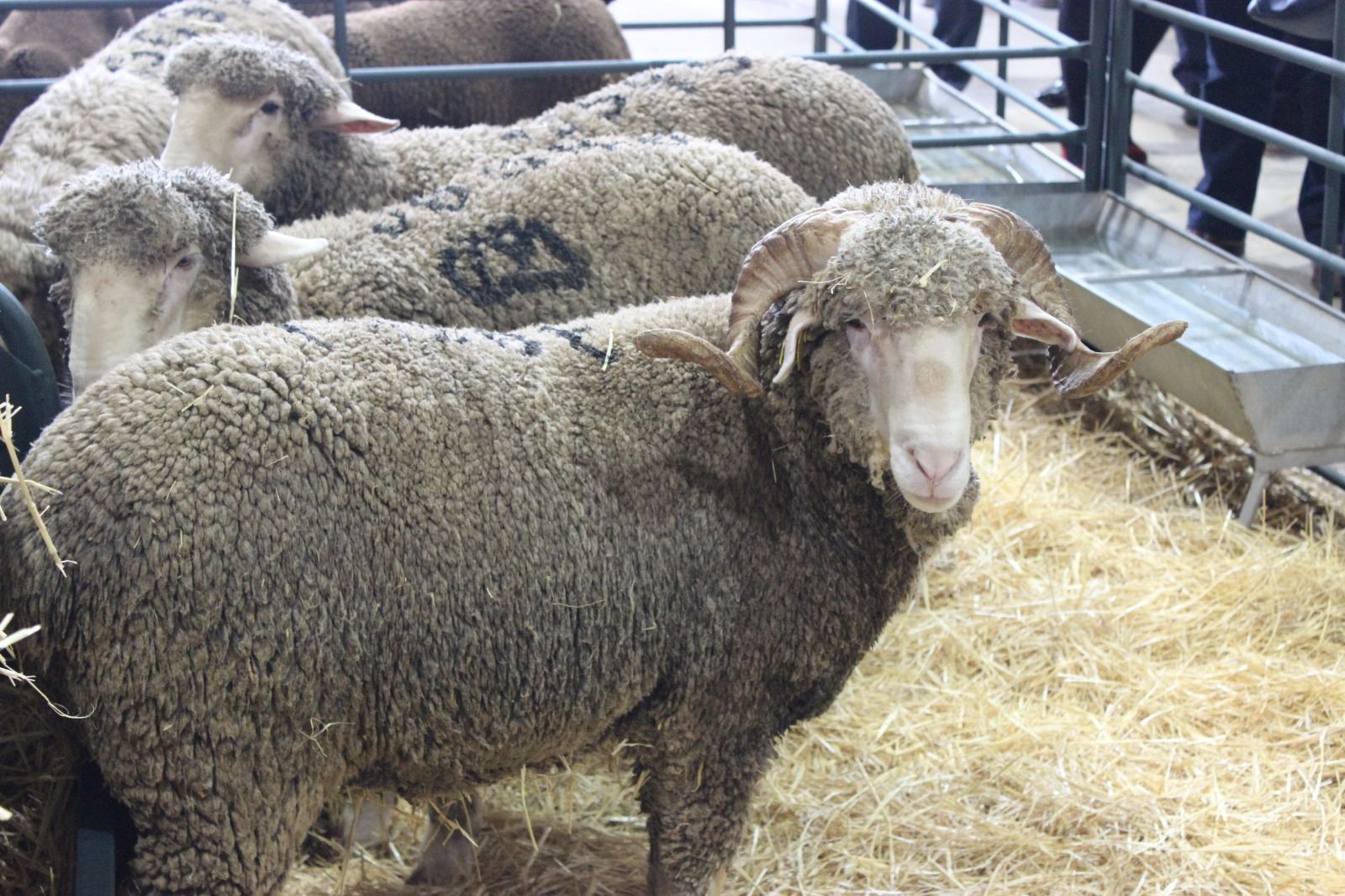 granada-se-beneficiara-de-las-ayudas-de-la-junta-para-los-certamenes-agroganaderos
