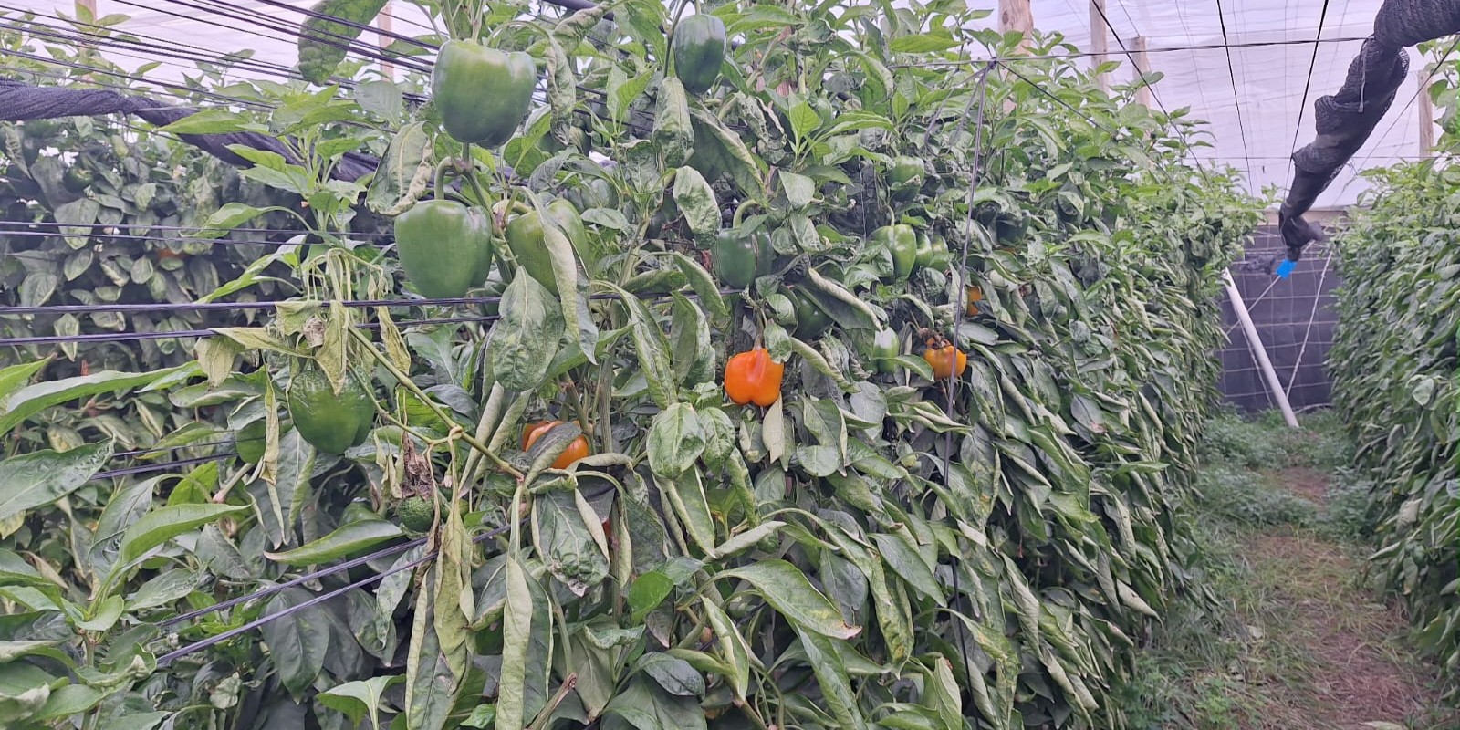 motril-la-campana-hortofruticola-andaluza-2025-se-hunde-entre-un-recorte-del-20-de-la-pac-plagas-en-miles-de-hectareas-y-competencia-desleal-con-marruecos