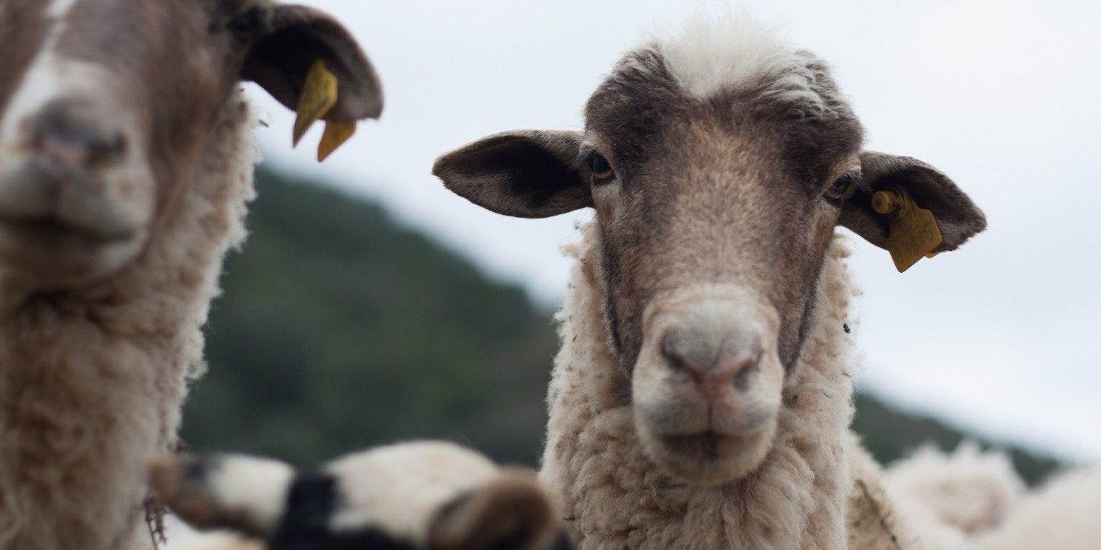 andalucia-concede-538-millones-en-ayudas-a-11-643-agricultores-y-ganaderos-afectados-por-lengua-azul-sequia-y-temporales