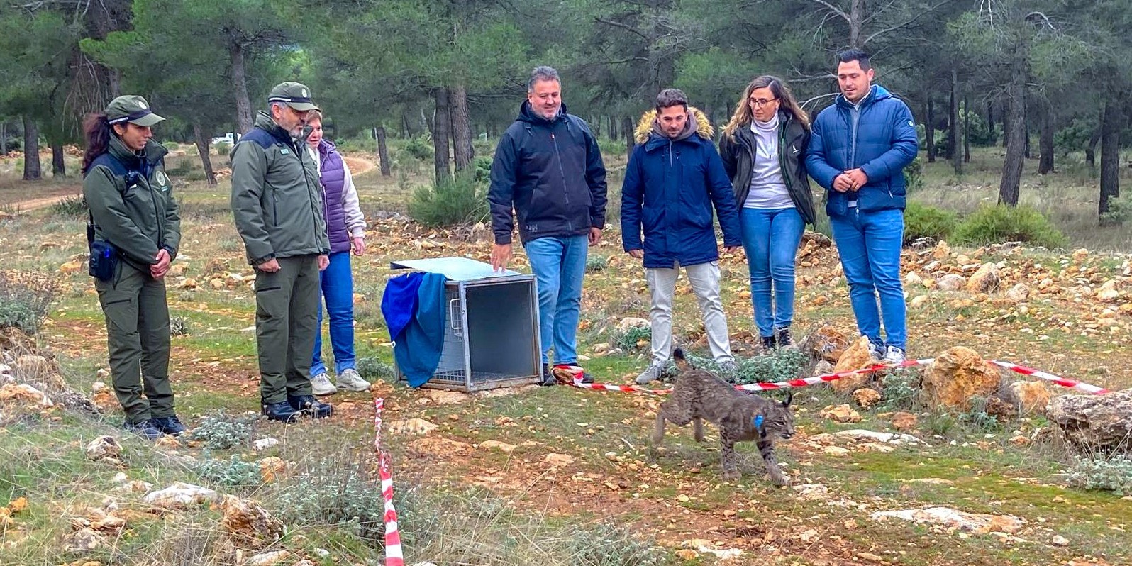 granada-31-linces-ibericos-devuelven-a-sierra-arana-una-especie-ausente-durante-mas-de-40-anos