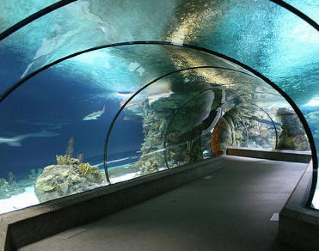 almunecar-granada-el-acuario-de-fauna-mediterranea-reabre-sus-puertas-el-lunes-29-de-diciembre-tras-anos-de-renovacion