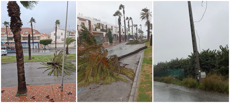 salobrena-en-preemergencia-por-fuerte-temporal-de-viento-caidas-de-arboles-palmeras-y-activacion-de-todos-los-servicios-municipales