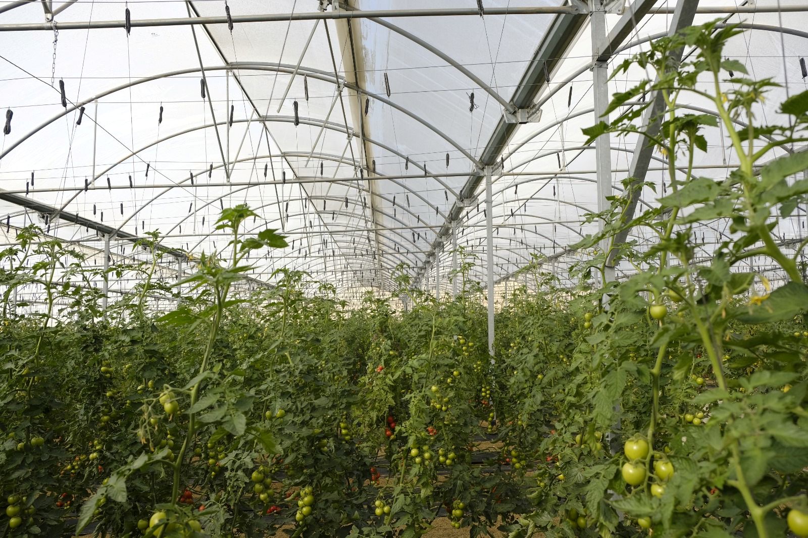 motril-y-castell-de-ferro-sufren-los-estragos-del-trips-psoe-exige-ayudas-suficientes-para-todos-los-agricultores-afectados