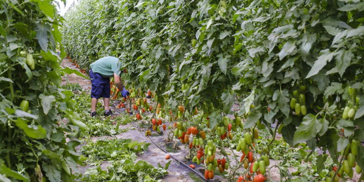 motril-la-junta-destina-22-millones-de-euros-al-impulso-del-sector-de-frutas-y-hortalizas