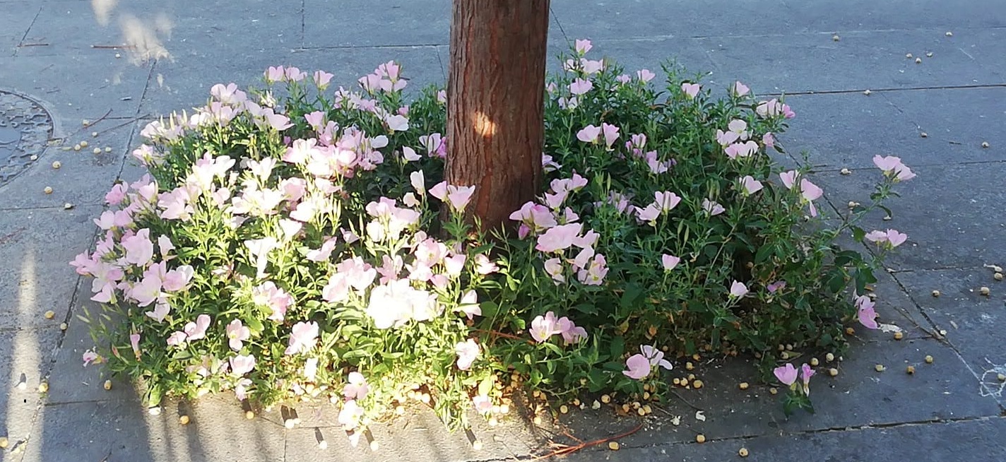 la-ugr-pone-en-marcha-un-plan-de-revegetacion-de-alcorques-en-sus-jardines-para-combatir-el-cambio-climatico