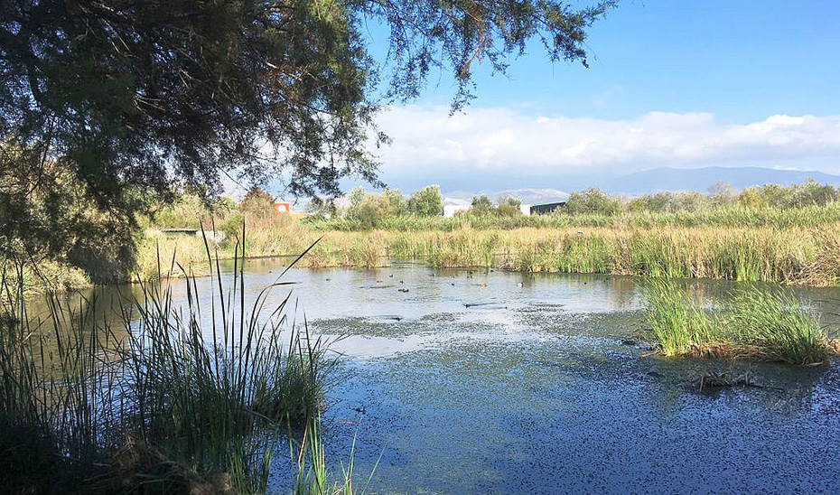 motril-iu-denuncia-inaccion-en-la-proteccion-de-la-charca-de-suarez-habitat-de-especies-en-peligro