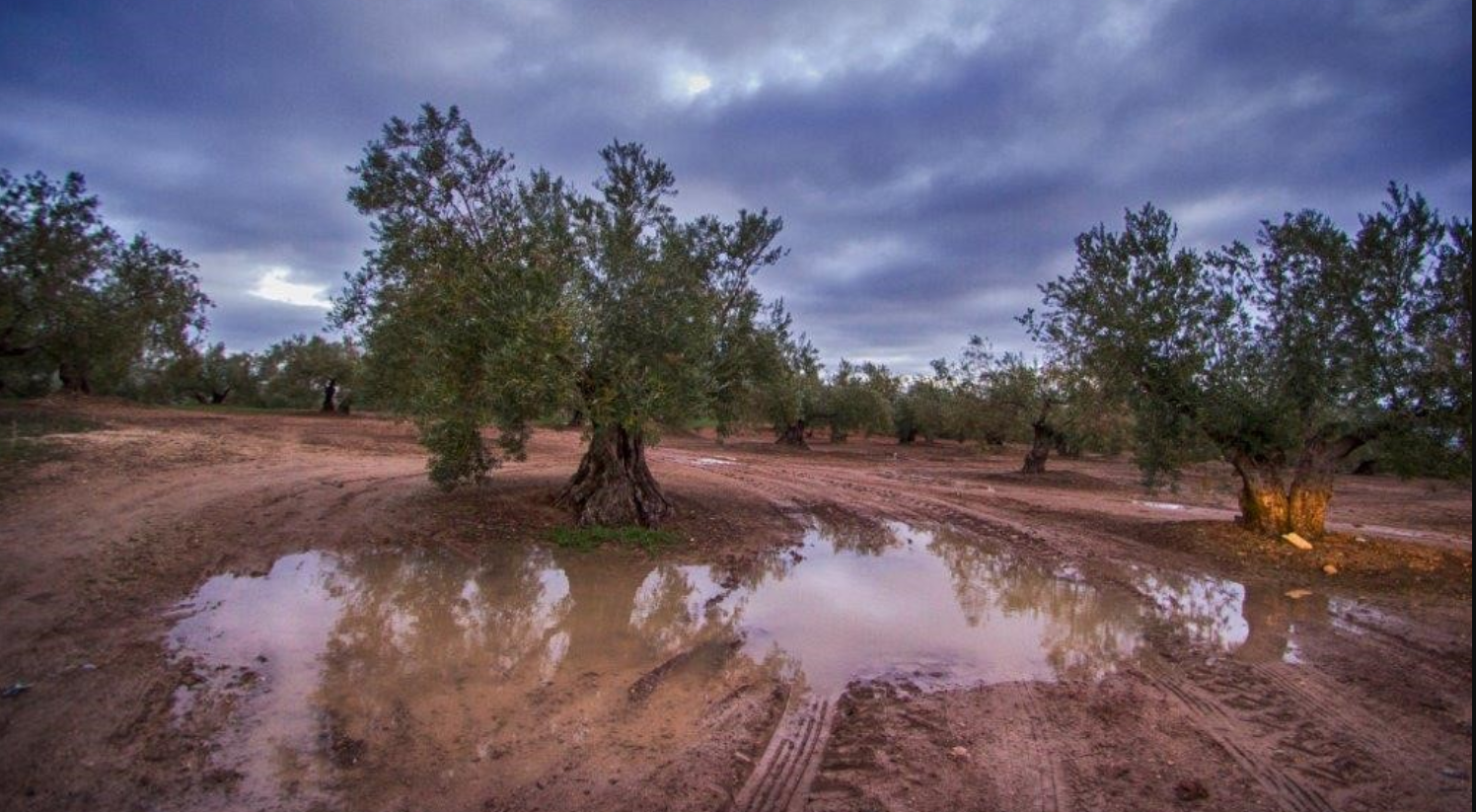 granada-temporal-provoca-perdidas-de-100-millones-de-euros-en-el-sector-del-aceite-de-oliva-y-graves-danos-en-la-agricultura
