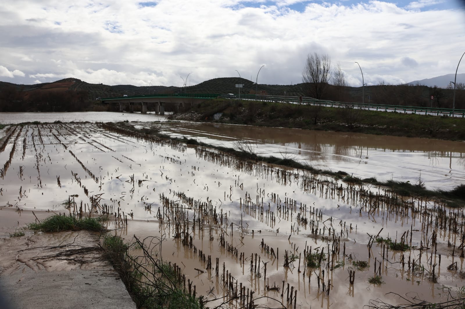 faeca-granada-las-inundaciones-golpean-al-campo-granadino-y-danan-explotaciones-de-esparrago-y-olivar