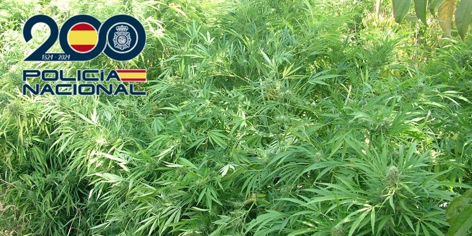 policia-nacional-realiza-13-operaciones-en-granada-motril-y-baza-34-detenidos-2-000-plantas-de-marihuana-y-370-sanciones