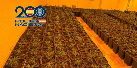 granada-cuatro-registros-destapan-una-red-de-cultivo-ilegal-con-mas-de-1-300-plantas-de-marihuana-y-enganches-electricos-fraudulentos-en-19-viviendas