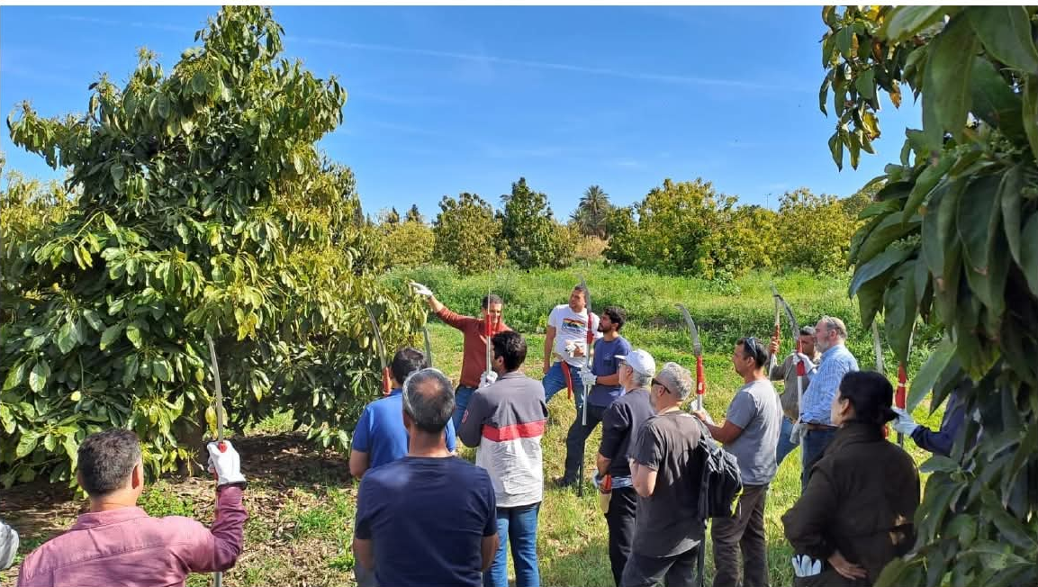 almunecar-el-ifapa-y-el-ayuntamiento-impulsan-un-taller-practico-de-poda-del-aguacate-los-dias-26-y-27-de-marzo