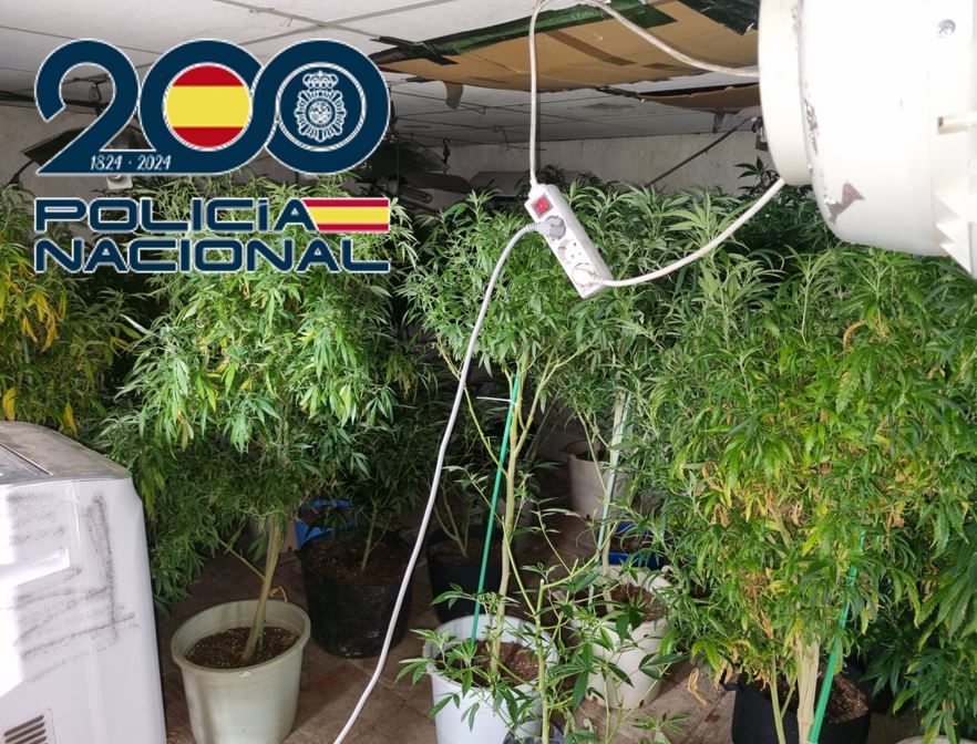 policia-nacional-realiza-13-operaciones-en-febrero-en-motril-granada-y-baza-con-35-detenidos-y-mas-de-3-800-plantas-de-marihuana-intervenidas