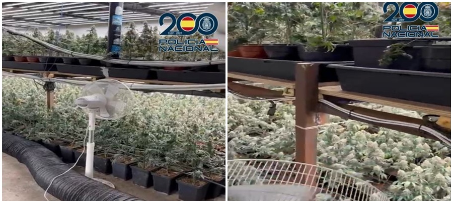 granada-la-policia-nacional-incauta-mas-de-1-200-plantas-de-marihuana-en-una-nave-de-la-zona-norte-y-detecta-9-enganches-ilegales-de-luz-en-12-viviendas