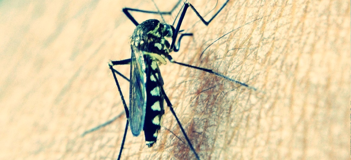 sanidad-refuerza-la-prevencion-frente-al-virus-del-nilo-y-las-garrapatas-en-eventos-al-aire-libre