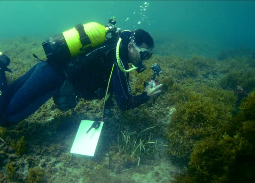 motril-la-junta-declara-de-fuerza-mayor-la-invasion-del-alga-asiatica-en-la-costa-de-granada-para-aliviar-el-coste-de-su-retirada