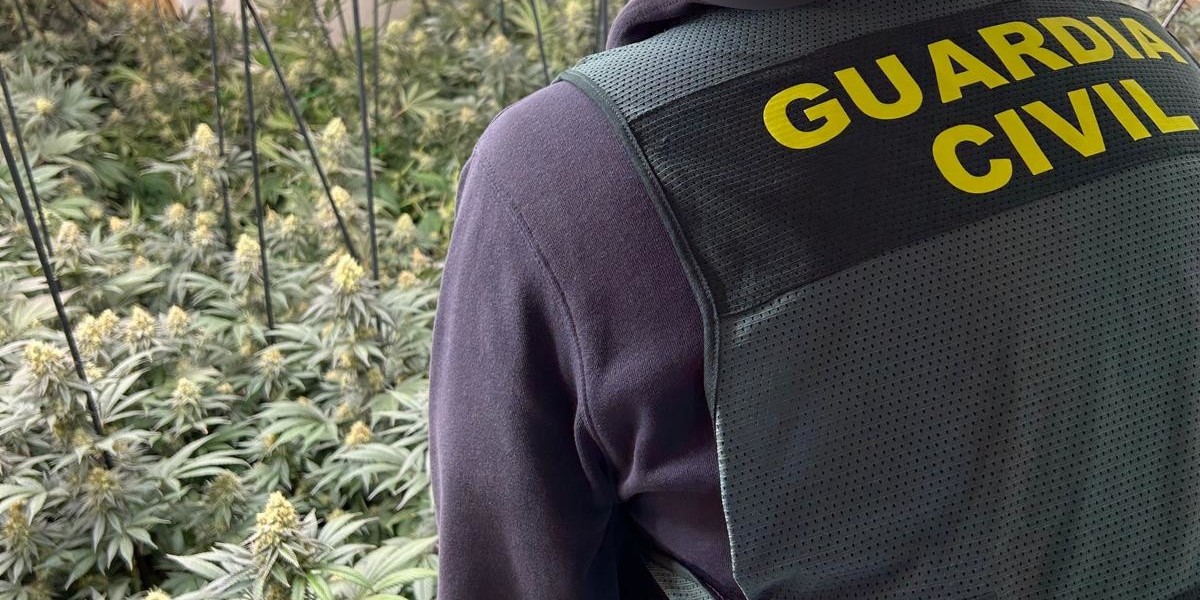 motril-guardia-civil-realiza-mas-de-60-registros-en-26-pueblos-y-confisca-11-817-plantas-de-marihuana-38-kg-de-cogollos-y-160-kg-de-hachis