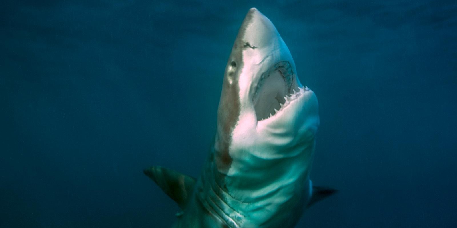 ugr-los-grandes-peces-oceanicos-en-riesgo-por-el-calentamiento-de-los-mares