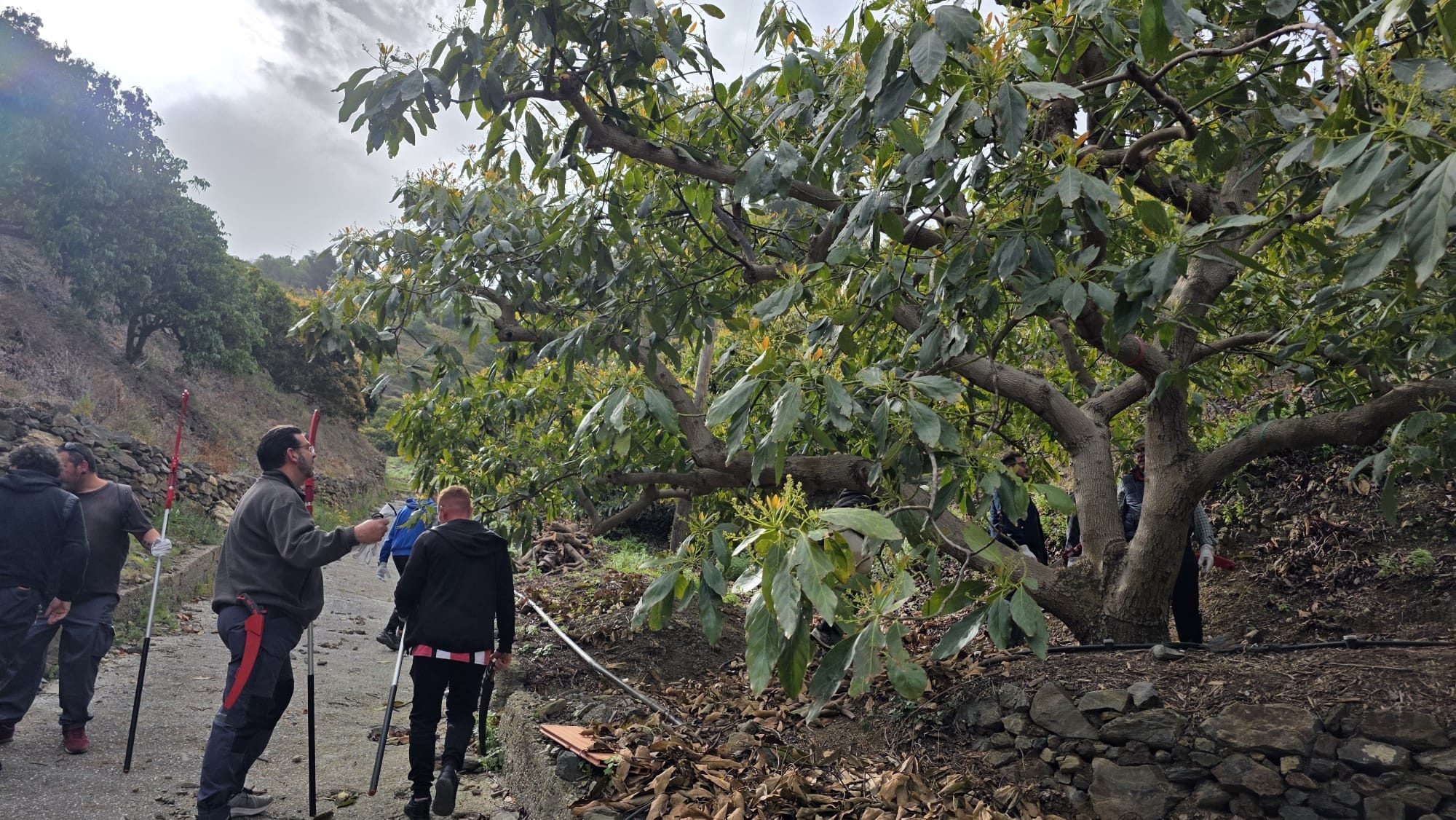 almunecar-forma-a-una-docena-de-agricultores-en-poda-de-aguacate-con-un-taller-del-ifapa-para-mejorar-la-competitividad-del-sector-agricola