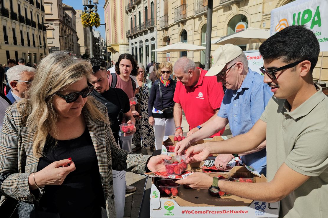 upa-reparte-mas-de-1-000-tarrinas-de-fresas-de-huelva-en-granada-y-denuncia-una-diferencia-de-hasta-4-euros-entre-el-precio-en-origen-y-el-de-venta-al-publico