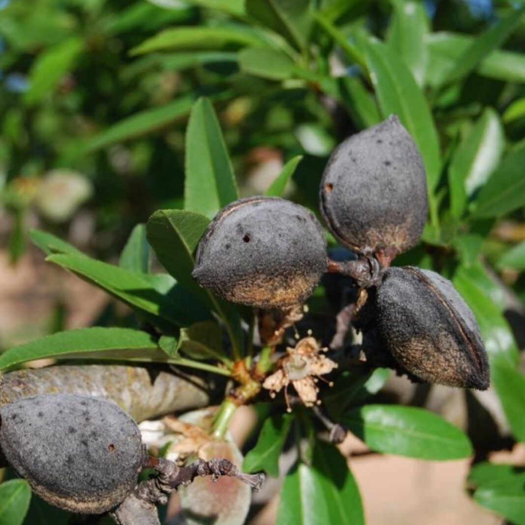 granada-la-almendra-sufre-un-duro-golpe-con-heladas-tardias-y-coag-alerta-de-perdidas-millonarias