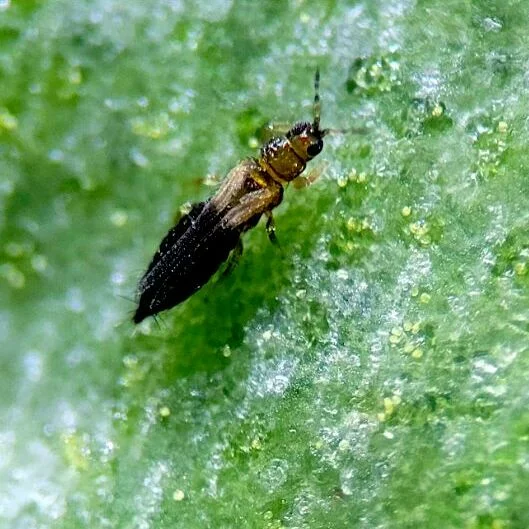 andalucia-activa-medidas-obligatorias-tras-detectar-la-plaga-del-trips-del-tabaco-en-cultivos-de-almeria-y-granada