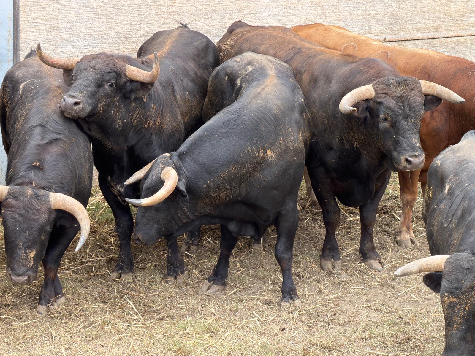 motril-se-juega-la-gloria-taurina-tres-novilleros-un-pase-a-la-final-y-seis-novillos-que-dictaran-sentencia-esta-tarde