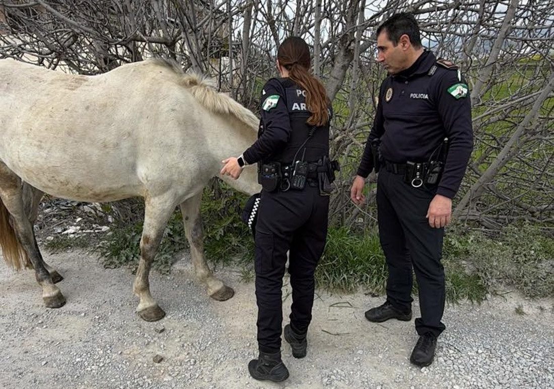 granada-un-caballo-se-cuela-en-el-trafico-de-armilla-y-obliga-a-intervenir-a-la-policia-local-para-reconducirlo-sin-incidentes