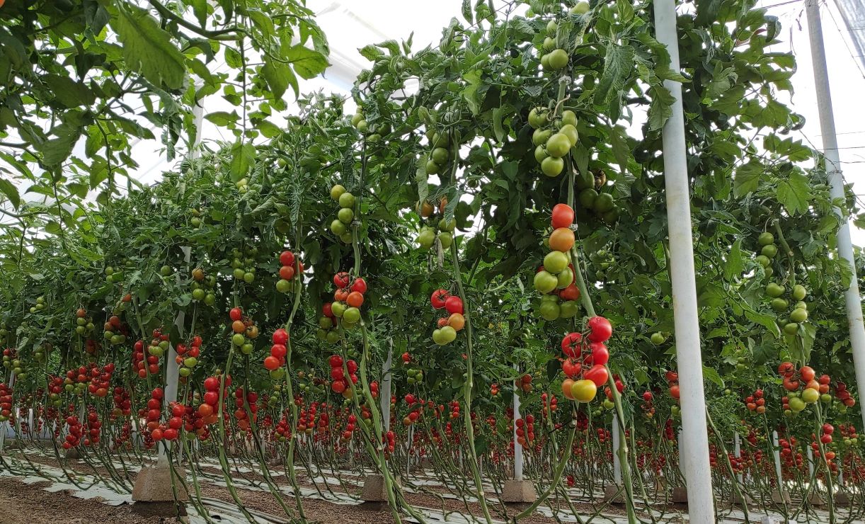 motril-tomate-pimiento-y-subtropicales-de-granada-excluidos-de-las-reducciones-del-irpf-agrario