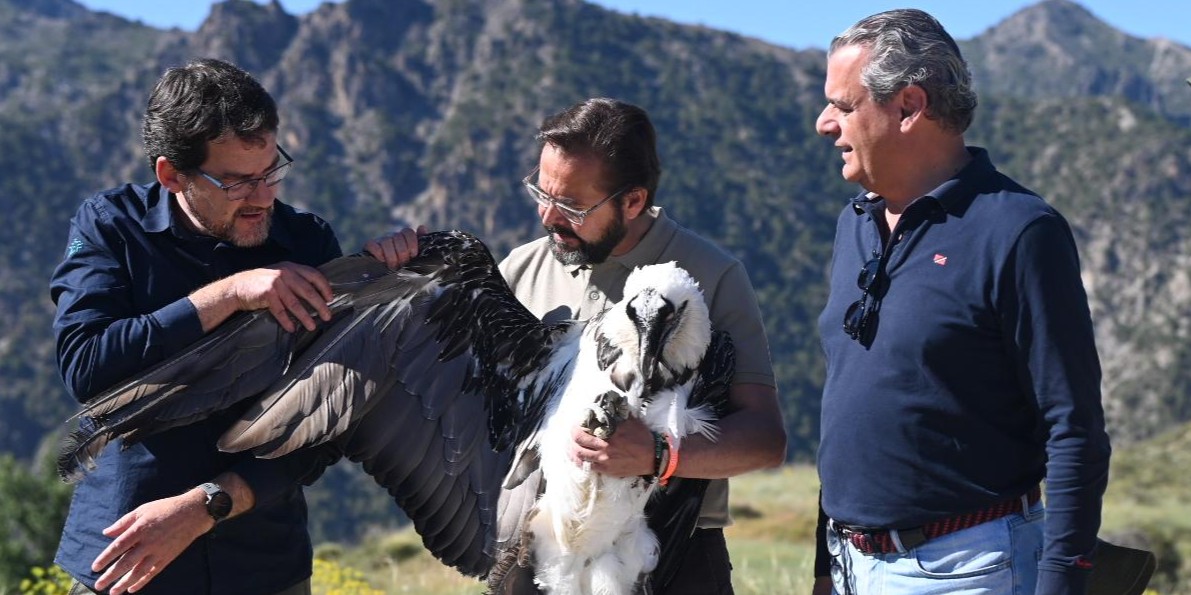 sierra-nevada-refuerza-la-reintroduccion-del-quebrantahuesos-con-nuevas-sueltas-en-un-proyecto-clave-tras-20-anos-de-recuperacion-de-la-especie