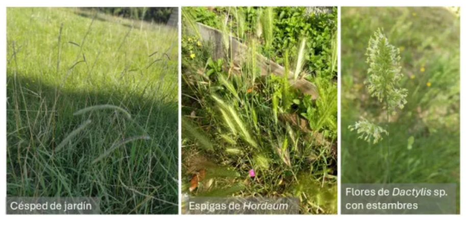 granada-alcanza-niveles-maximos-de-polen-en-plena-explosion-floral-de-olivos-y-gramineas