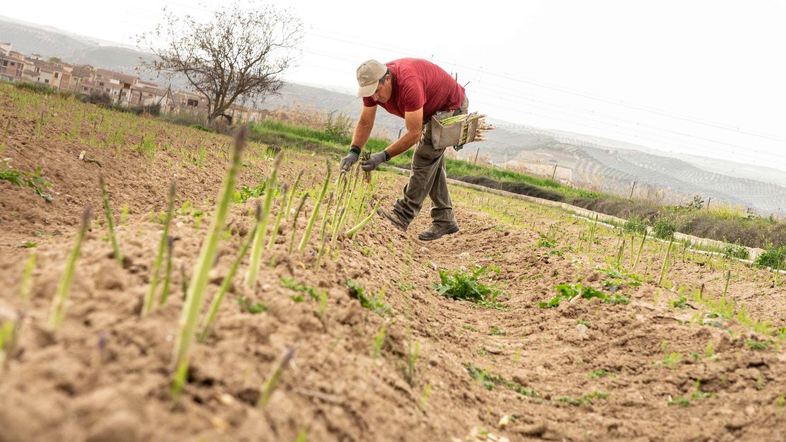 el-esparrago-verde-clave-para-el-futuro-rural-de-granada-con-una-campana-de-400-000-personas-de-alcance